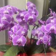 ヒメ日記 2025/03/29 22:18 投稿 みい モアグループ 土浦人妻花壇