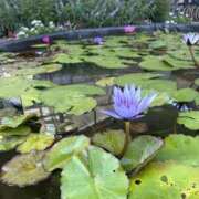 ヒメ日記 2025/03/31 08:33 投稿 みい モアグループ 土浦人妻花壇