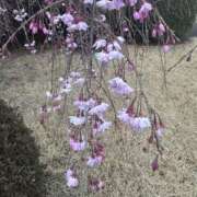 ヒメ日記 2025/04/04 09:33 投稿 みい モアグループ 土浦人妻花壇