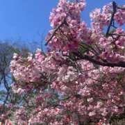 ヒメ日記 2025/04/05 11:27 投稿 みい モアグループ 土浦人妻花壇