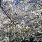 ヒメ日記 2025/04/07 13:27 投稿 みい モアグループ 土浦人妻花壇