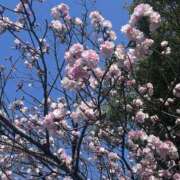 ヒメ日記 2025/04/09 01:27 投稿 みい モアグループ 土浦人妻花壇