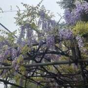 ヒメ日記 2025/04/26 10:03 投稿 みい モアグループ 土浦人妻花壇