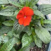 ヒメ日記 2025/06/04 13:06 投稿 みい モアグループ 土浦人妻花壇