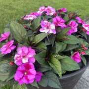 ヒメ日記 2025/07/11 10:27 投稿 みい モアグループ 土浦人妻花壇