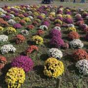 みい 出勤しました モアグループ 土浦人妻花壇