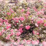 ヒメ日記 2025/03/17 16:56 投稿 かこ エディーズ