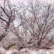 ヒメ日記 2025/04/02 21:16 投稿 かこ エディーズ