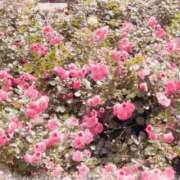 ヒメ日記 2025/05/09 13:26 投稿 かこ エディーズ