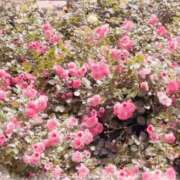 ヒメ日記 2025/06/01 14:16 投稿 かこ エディーズ