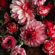 ヒメ日記 2025/12/01 08:06 投稿 稲葉陽子 おいしい奥様