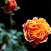 ヒメ日記 2026/01/21 23:36 投稿 稲葉陽子 おいしい奥様