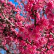 ヒメ日記 2026/01/26 11:16 投稿 稲葉陽子 おいしい奥様