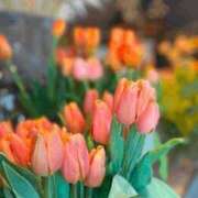 ヒメ日記 2026/02/18 10:06 投稿 稲葉陽子 おいしい奥様