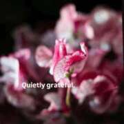 ヒメ日記 2026/03/06 23:26 投稿 稲葉陽子 おいしい奥様