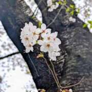 ヒメ日記 2026/03/19 15:56 投稿 稲葉陽子 おいしい奥様