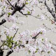 ヒメ日記 2026/04/03 08:06 投稿 稲葉陽子 おいしい奥様