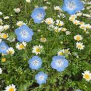 ヒメ日記 2026/04/09 07:26 投稿 田口ありさ おいしい奥様