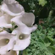 ヒメ日記 2025/08/05 06:46 投稿 香西 熟女の風俗最終章　鶯谷店