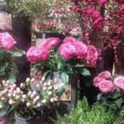 ヒメ日記 2025/12/21 19:26 投稿 香西 熟女の風俗最終章　鶯谷店