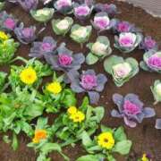 ヒメ日記 2026/01/05 16:56 投稿 香西 熟女の風俗最終章　鶯谷店