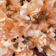 ヒメ日記 2026/01/29 19:06 投稿 香西 熟女の風俗最終章　鶯谷店