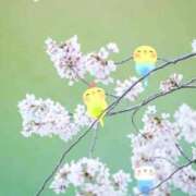 ヒメ日記 2026/03/14 04:06 投稿 香西 熟女の風俗最終章　鶯谷店