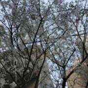 ヒメ日記 2026/03/31 08:48 投稿 香西 熟女の風俗最終章　鶯谷店