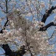 ヒメ日記 2025/04/05 12:06 投稿 竹宮 蘭 人妻セレブ宮殿