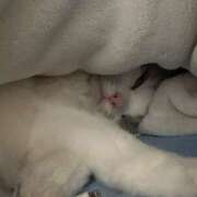 ヒメ日記 2025/04/25 08:59 投稿 あまね FORTE