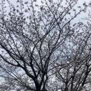 ヒメ日記 2026/04/05 13:16 投稿 かのん おいしい奥様