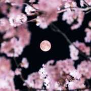 ヒメ日記 2025/04/18 12:57 投稿 音譜 るる アロマージュ大宮