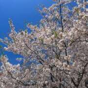 ヒメ日記 2025/04/06 09:18 投稿 岡崎花音(かのん) 東京不倫～とうきょうふりん～