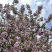 ヒメ日記 2025/04/24 09:58 投稿 岡崎花音(かのん) 東京不倫～とうきょうふりん～