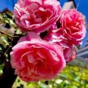 ヒメ日記 2025/04/28 16:28 投稿 岡崎花音(かのん) 東京不倫～とうきょうふりん～