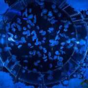 ヒメ日記 2025/06/30 12:18 投稿 岡崎花音(かのん) 東京不倫～とうきょうふりん～