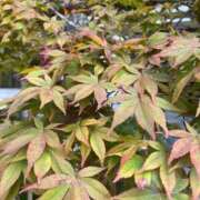 岡崎花音(かのん) じわり 東京不倫～とうきょうふりん～