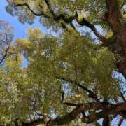 ヒメ日記 2026/04/01 12:18 投稿 岡崎花音(かのん) 東京不倫～とうきょうふりん～