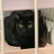 ヒメ日記 2026/02/04 22:16 投稿 りりか TALENT（タレント）