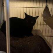 ヒメ日記 2026/03/12 19:31 投稿 りりか TALENT（タレント）