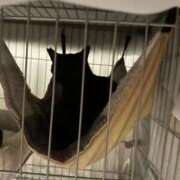 ヒメ日記 2026/03/15 12:45 投稿 りりか TALENT（タレント）