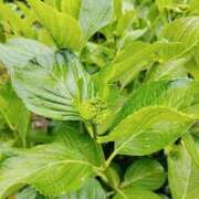 ヒメ日記 2025/05/11 09:20 投稿 和水（なごみ） PLUS難波店