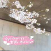 ヒメ日記 2025/04/09 11:16 投稿 るなぴよ イクイクサークル鶯谷店