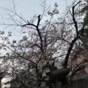 ヒメ日記 2026/03/23 00:56 投稿 るなぴよ イクイクサークル鶯谷店