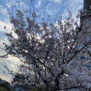 ヒメ日記 2025/03/29 09:01 投稿 ぴあの ハピネス東京 吉原店