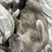 ヒメ日記 2025/05/18 00:41 投稿 松原　のりこ ギン妻パラダイス 谷九店