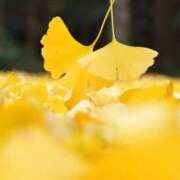 上戸 ありがとうY様🍁 あなたに逢いたくて