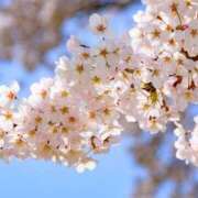 ヒメ日記 2026/03/31 15:57 投稿 上戸 あなたに逢いたくて