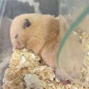 ヒメ日記 2025/04/22 23:29 投稿 ことり ウルトラドリーム