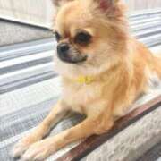 ヒメ日記 2025/05/20 21:09 投稿 ことり ウルトラドリーム